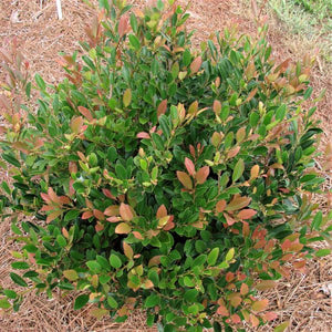 First Editions&reg; Coppertone&trade; Distylium