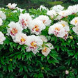 Cora Louise Itoh Peony - Nature Hills Nursery - #2 Container - 
