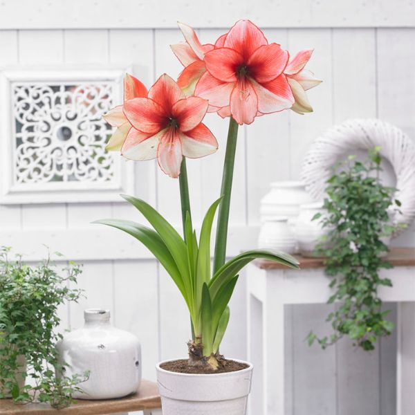 Coral Beach Amaryllis - Nature Hills Nursery - Single Pack - 