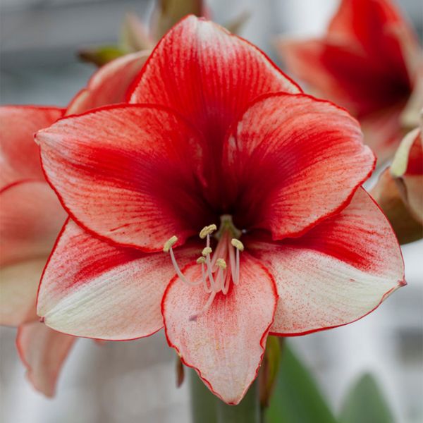 Coral Beach Amaryllis - Nature Hills Nursery - Single Pack - 