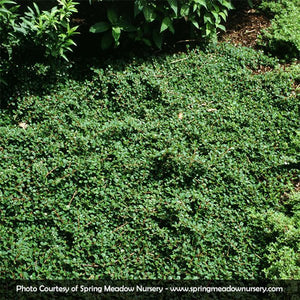 Coral Beauty Cotoneaster - Nature Hills Nursery - #1 Container - 