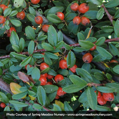 Coral Beauty Cotoneaster (Cotoneaster dammeri 'Coral Beauty'), a shrub featuring white flowers and broad-leaved evergreen.