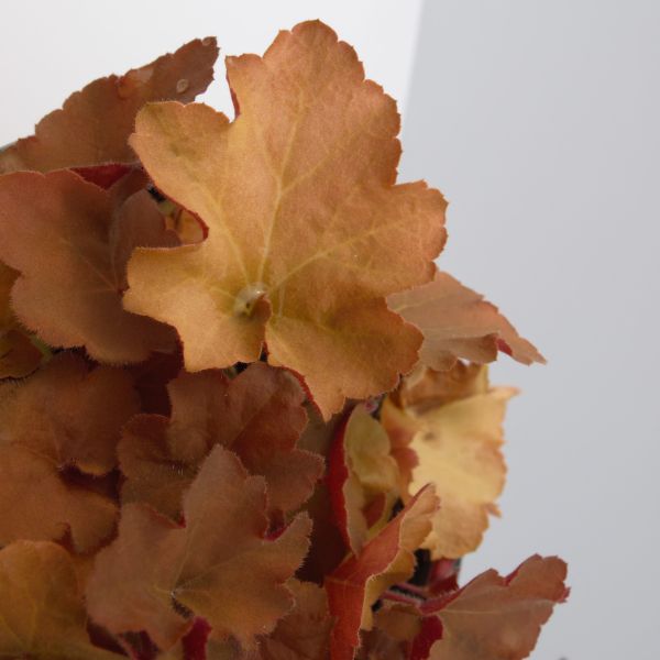 Nature Hills Nursery Caramel Coral Bells - Thumbnail 3