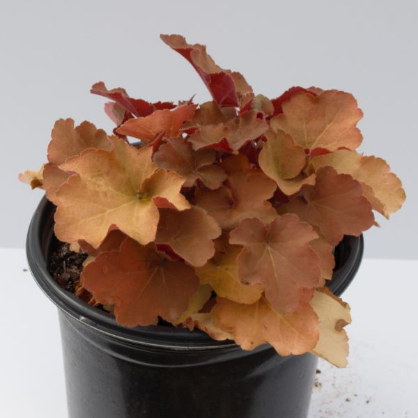 Caramel Coral Bells (Heuchera 'Caramel') growing in a garden landscape, showing mature perennial form.