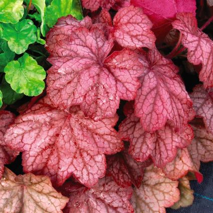 Rosy Purple fall foliage on Georgia Peach Coral Bells (Heuchera x 'Georgia Peach').