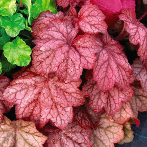 Rosy Purple fall foliage on Georgia Peach Coral Bells (Heuchera x 'Georgia Peach').