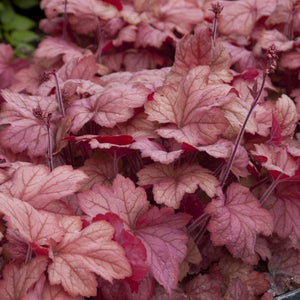 Close-up of pink, white heuchera flowers on Georgia Peach Coral Bells blooming in late spring to early summer to late summer.