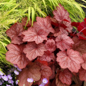 Perennial foliage of Georgia Peach Coral Bells (Heuchera x 'Georgia Peach') in a garden setting.