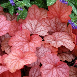 Georgia Peach Coral Bells (Heuchera x 'Georgia Peach') growing in a garden landscape, showing mature perennial form.