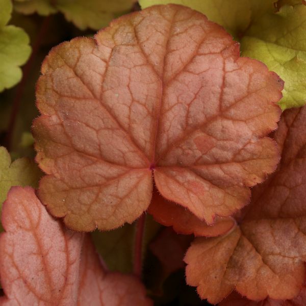 Georgia Peach Coral Bells (Heuchera x 'Georgia Peach') perennial detail, image 6 of 6.