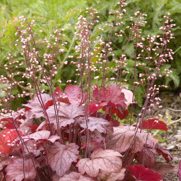 Georgia Peach Coral Bells (Heuchera x 'Georgia Peach'), a perennial featuring pink, white flowers and perennial.