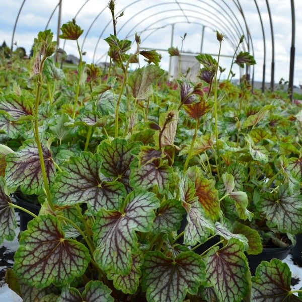 Perennial foliage of Green Spice Coral Bells (Heuchera 'Green Spice') in a garden setting.