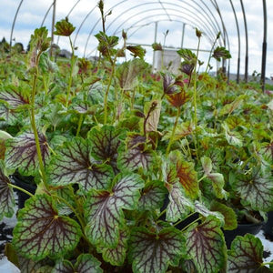 Perennial foliage of Green Spice Coral Bells (Heuchera 'Green Spice') in a garden setting.