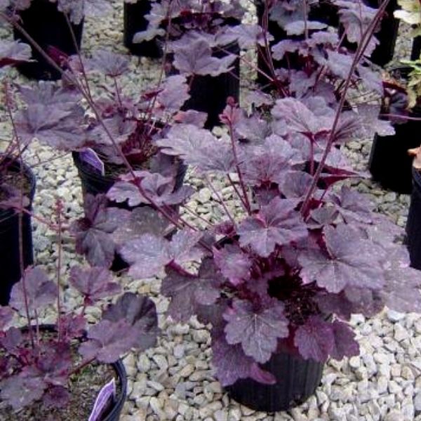 Heuchera - Thumbnail 2