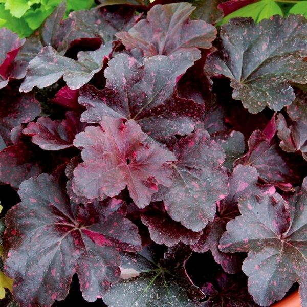 Heuchera