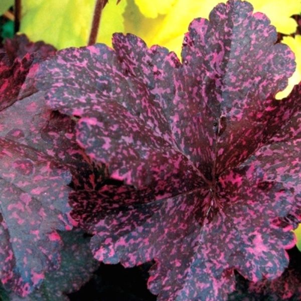 Heuchera - Thumbnail 3
