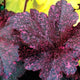 Plants Under $30