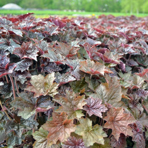 Close-up of pink, white heuchera flowers on Palace Purple Coral Bells blooming in late spring to early summer.
