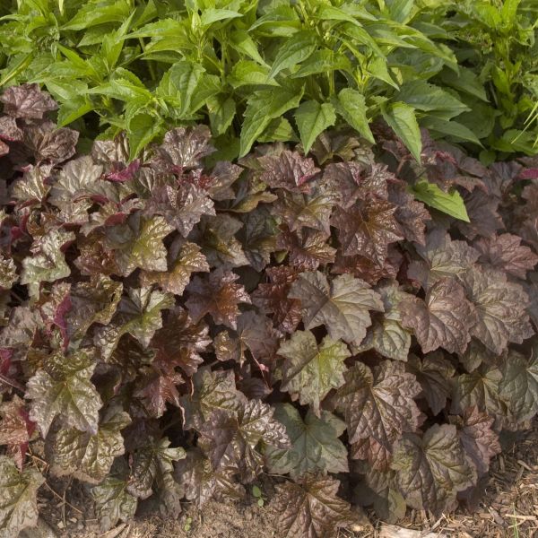 Perennial foliage of Palace Purple Coral Bells (Heuchera micrantha 'Palace Purple') in a garden setting.