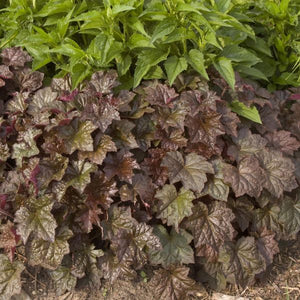 Perennial foliage of Palace Purple Coral Bells (Heuchera micrantha 'Palace Purple') in a garden setting.