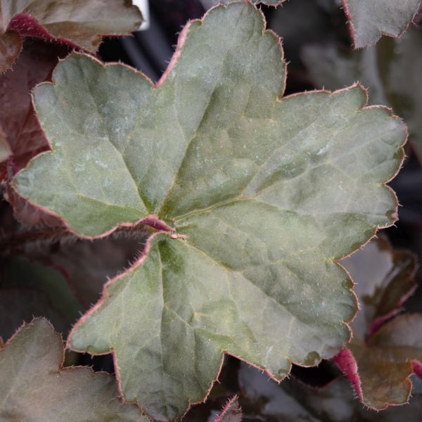 Palace Purple Coral Bells (Heuchera micrantha 'Palace Purple') growing in a garden landscape, showing mature perennial form.