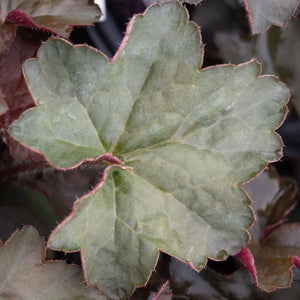Palace Purple Coral Bells (Heuchera micrantha 'Palace Purple') growing in a garden landscape, showing mature perennial form.