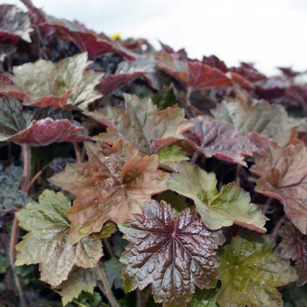 Palace Purple Coral Bells (Heuchera micrantha 'Palace Purple'), a perennial featuring pink, white flowers and perennial.