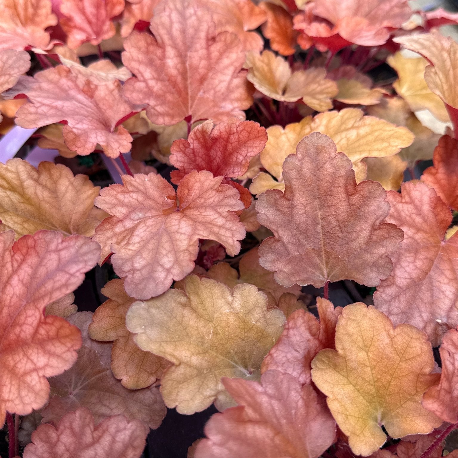 Peach Flambe Coral Bells displaying vibrant coral-pink to peach colored ruffled foliage with bronze undertones in dense clumping growth habit.