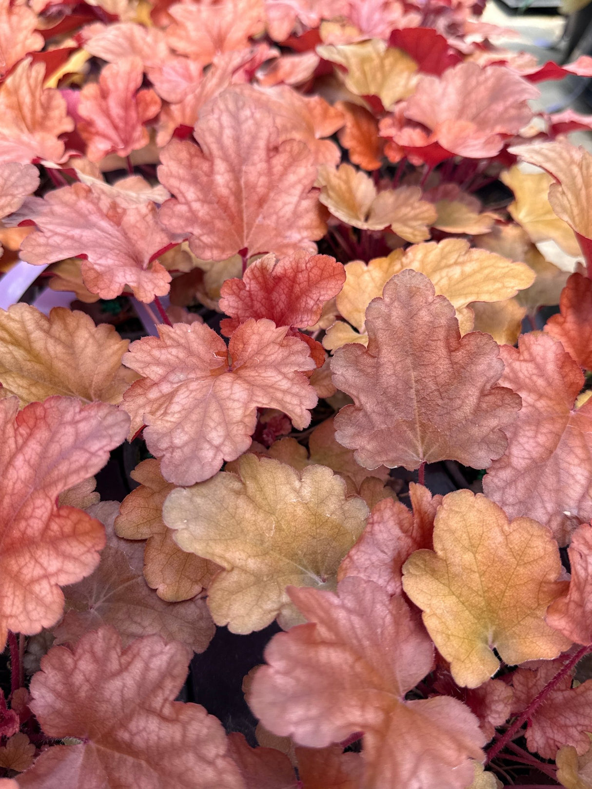 Peach Flambe Coral Bells displaying vibrant coral-pink to peach colored ruffled foliage with bronze undertones in dense clumping growth habit.
