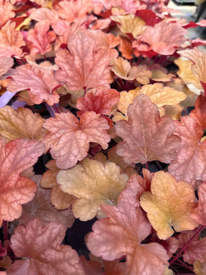 Peach Flambe Coral Bells displaying vibrant coral-pink to peach colored ruffled foliage with bronze undertones in dense clumping growth habit.