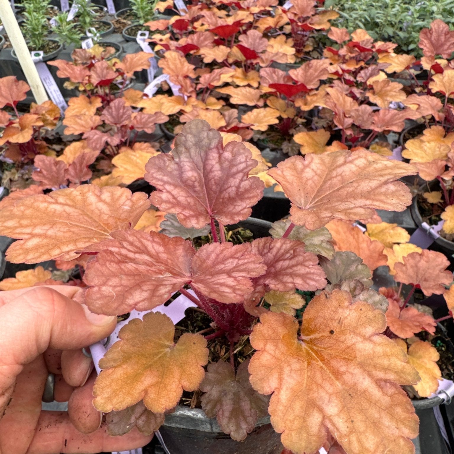 Close-up of white heuchera flowers on Peach Flambe Coral Bells blooming in early summer to late summer.