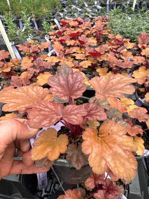 Close-up of white heuchera flowers on Peach Flambe Coral Bells blooming in early summer to late summer.