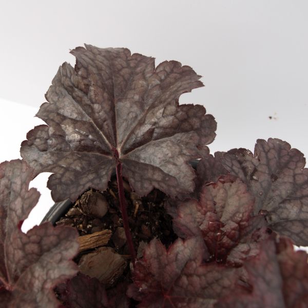 Perennial foliage of Plum Pudding Coral Bells (Heuchera 'Plum Pudding') in a garden setting.