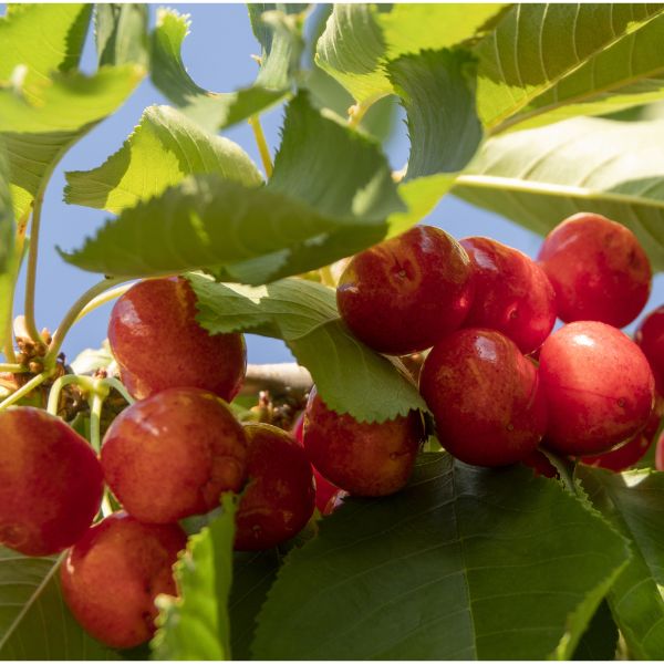 Coral Champagne Sweet Cherry - Nature Hills Nursery - #5 Container - 