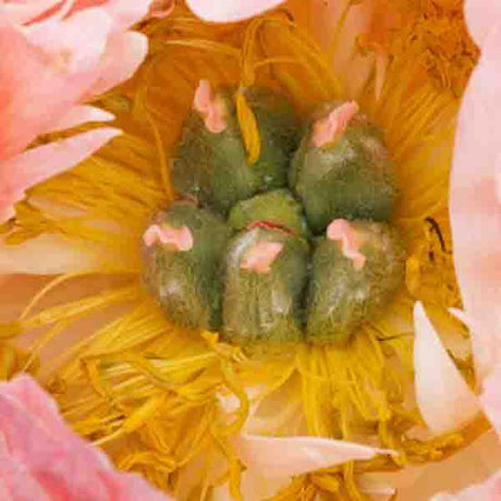 Coral Charm Peony - Nature Hills Nursery - #2 Container - 