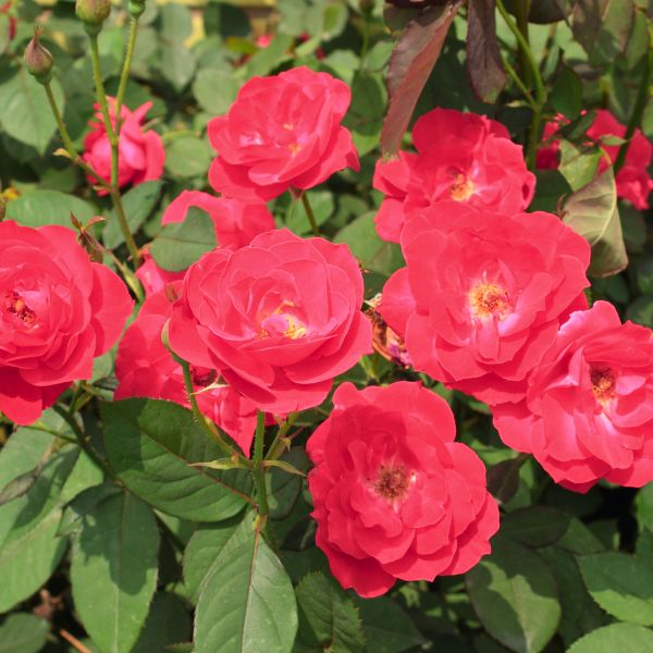 Coral Miracle On The Hudson™ Rose - Bush - Nature Hills Nursery - 3 Container - 