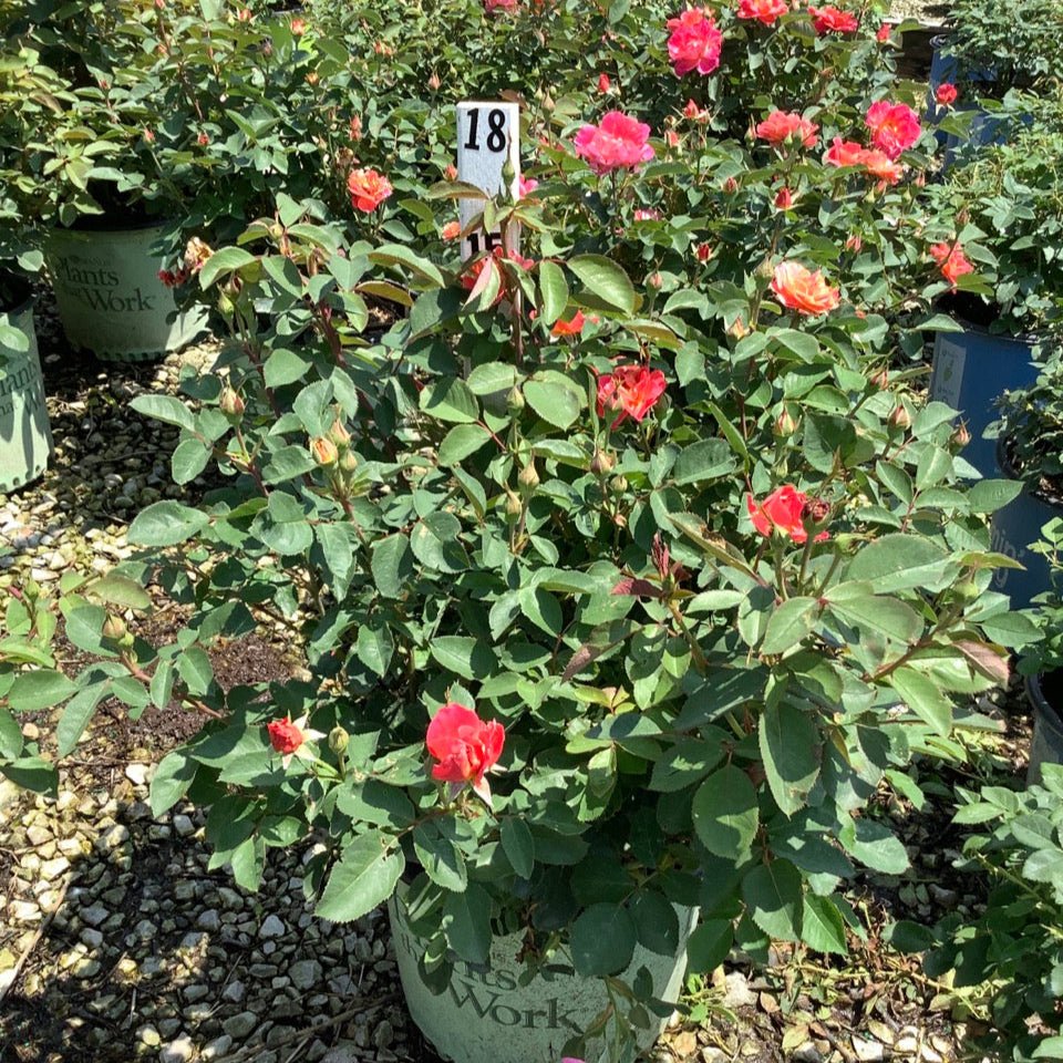 Coral Miracle On The Hudson™ Rose - Bush - Nature Hills Nursery - 3 Container - 