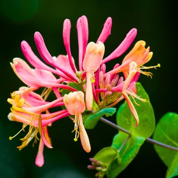 Coral Star Honeysuckle Vine climbing a garden trellis with coral, apricot, and golden tubular flowers in full summer bloom