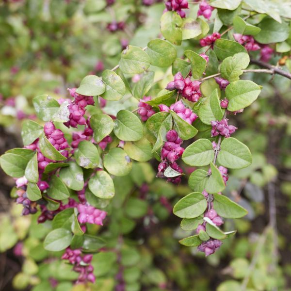 Coralberry - Nature Hills Nursery - #3 Container 1 - 2 Feet - 