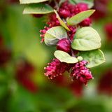 Coralberry Flowers