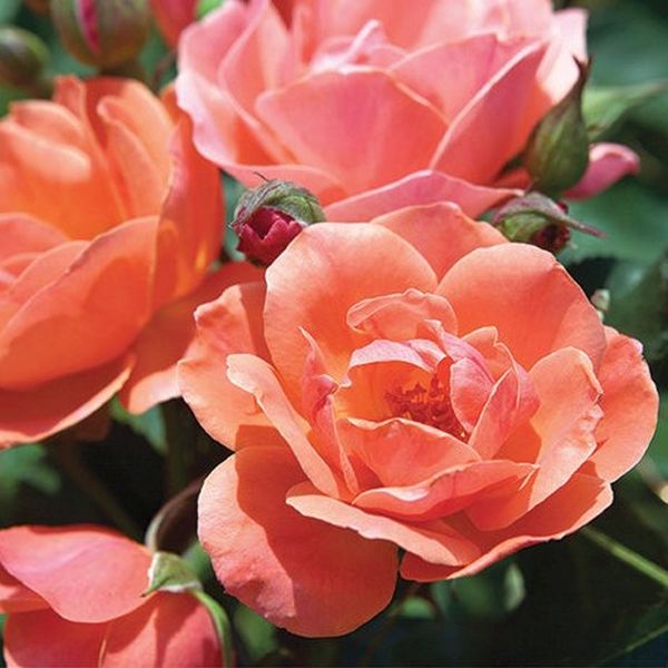 Coral Knock Out&reg; Tree Rose