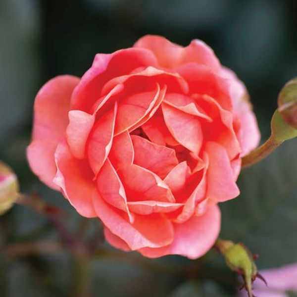 Coral Knock Out&reg; Tree Rose