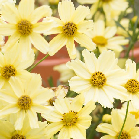 Close-up of yellow coreopsis flowers on Creme Brulee Coreopsis blooming in early summer to late summer to early fall.