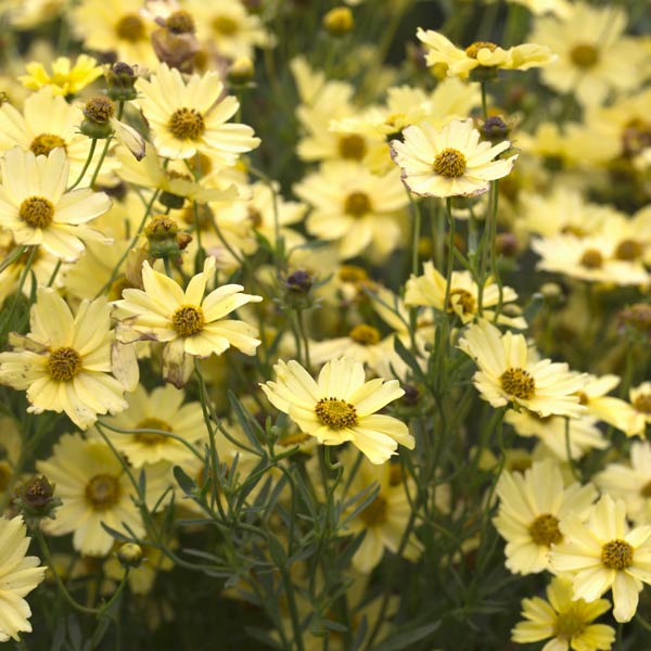 Creme Brulee Coreopsis (Coreopsis 'Creme Brulee'), a perennial featuring yellow flowers and perennial.