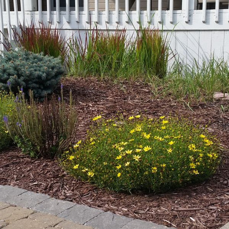 Perennial foliage of Moonbeam Coreopsis (Coreopsis verticillata 'Moonbeam') in a garden setting.