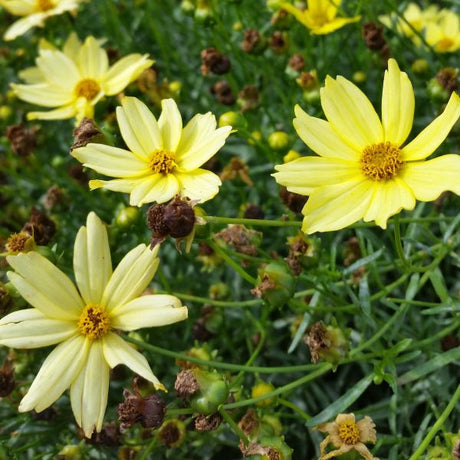tiny nugget asiatic lily Tiny Nugget Asiatic Lily: Dwarf Yellow Blooms