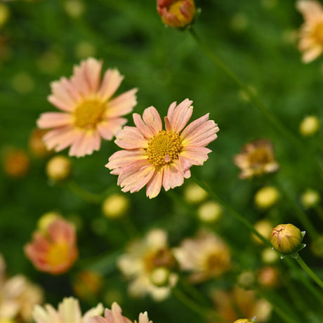 Pink and yellow coreopsis flowers in full bloom surrounded by buds in a lush green garden.
