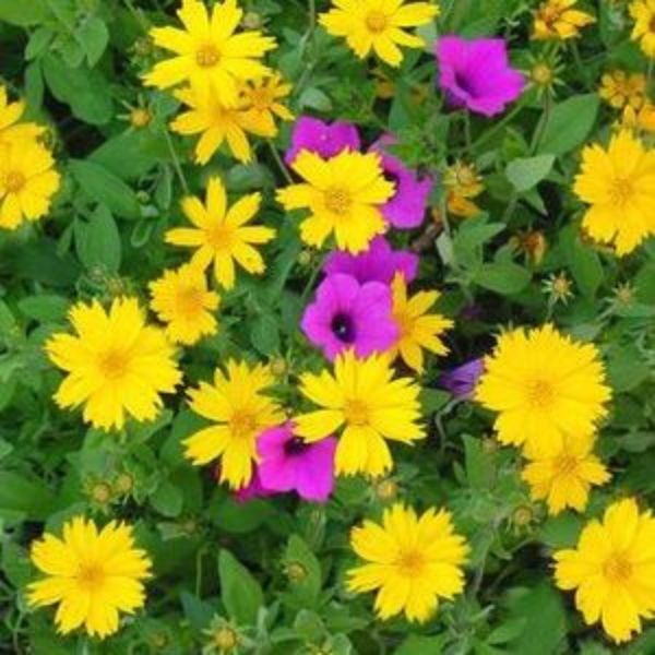 Sunshine Superman Coreopsis | Buy at NatureHills.com