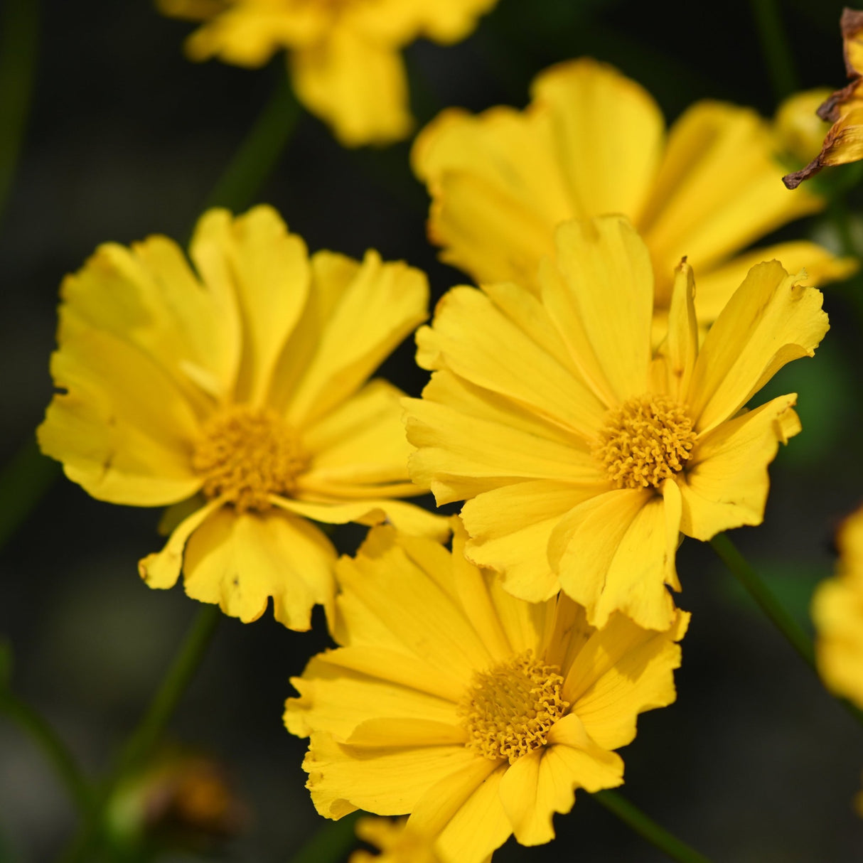 Bright yellow Coreopsis flowers in full bloom with scalloped petals and golden centers against a dark garden background.