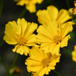 Bright yellow Coreopsis flowers in full bloom with scalloped petals and golden centers against a dark garden background.